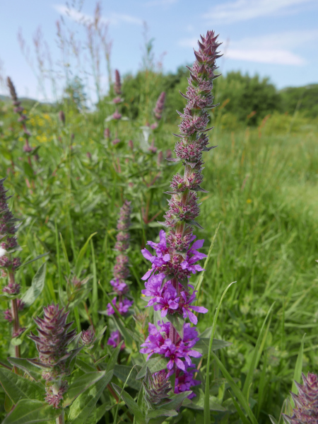 Purple Loosestrife Lythrum salicaria lus skeaylley