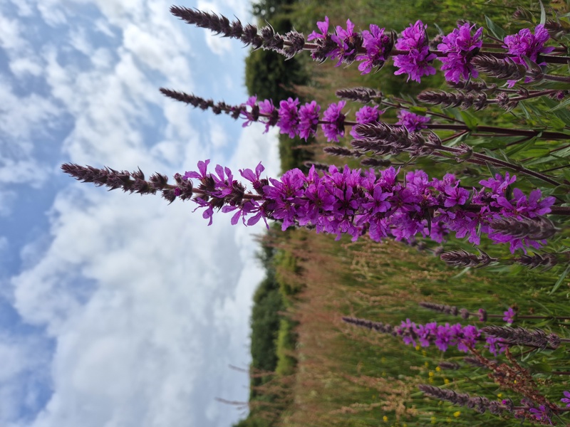 Purple Loosestrife Lythrum salicaria lus skeaylley