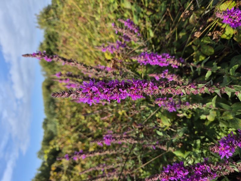 Purple Loosestrife Lythrum salicaria lus skeaylley