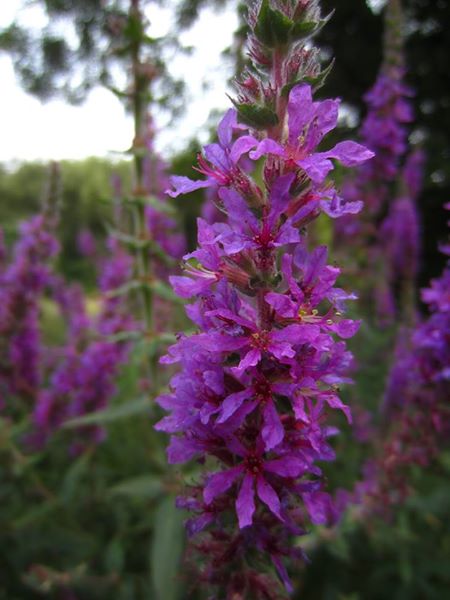 Purple Loosestrife Lythrum salicaria lus skeaylley