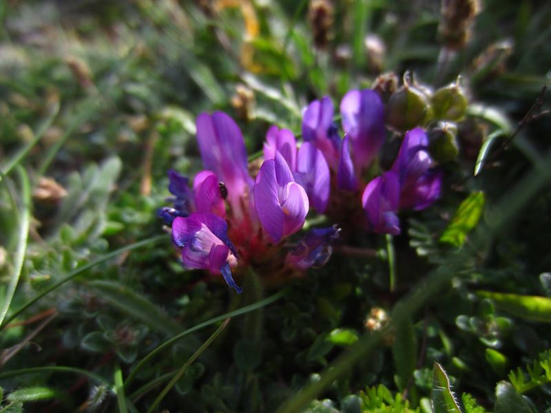 Purple Milk Vetch Astragalus danicus Pishyr-vliught ghorrym-jiarg