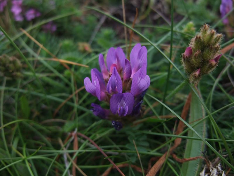 Purple Milk Vetch Astragalus danicus Pishyr-vliught ghorrym-jiarg