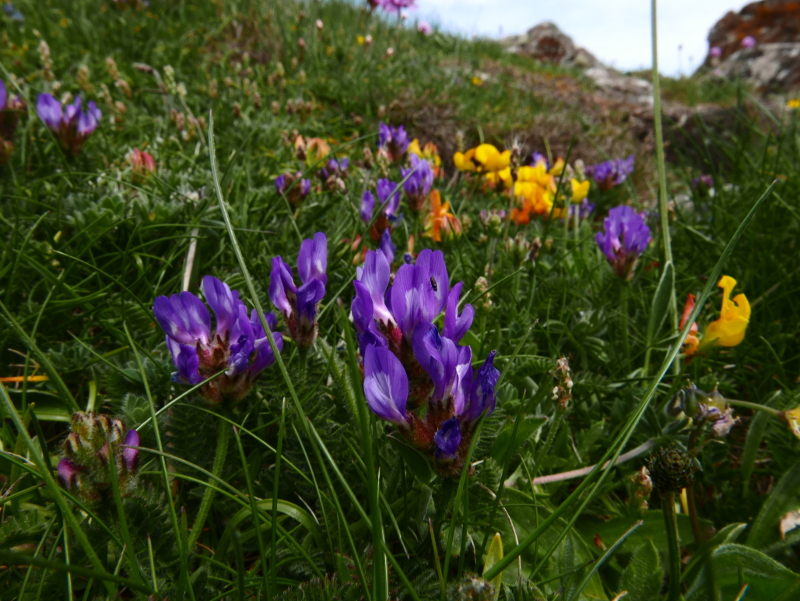 Purple Milk Vetch Astragalus danicus Pishyr-vliught ghorrym-jiarg