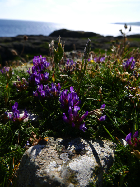 Purple Milk Vetch Astragalus danicus Pishyr-vliught ghorrym-jiarg