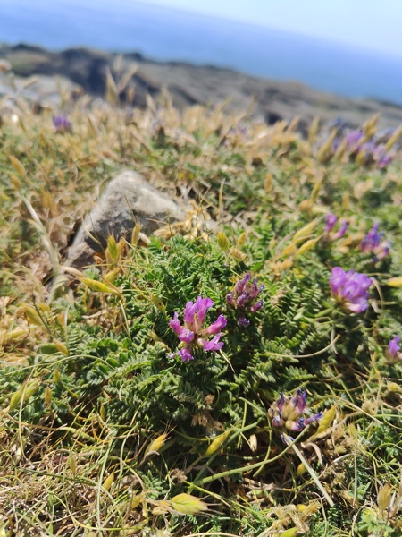 Purple Milk Vetch Astragalus danicus Pishyr-vliught ghorrym-jiarg