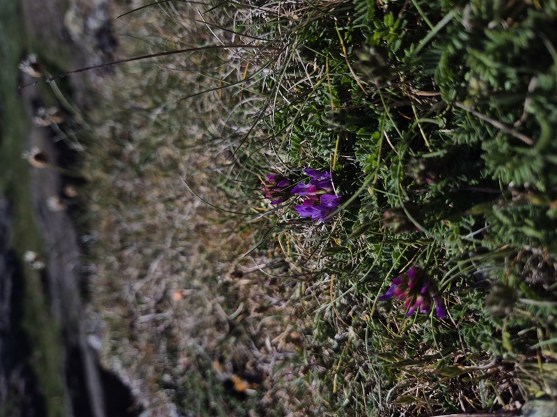 Purple Milk Vetch Astragalus danicus Pishyr-vliught ghorrym-jiarg