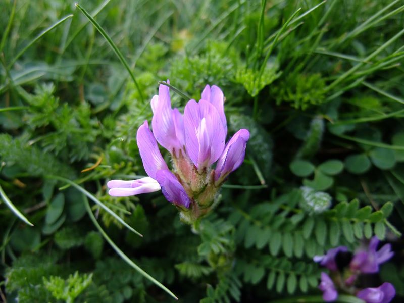 Purple Milk Vetch Astragalus danicus Pishyr-vliught ghorrym-jiarg