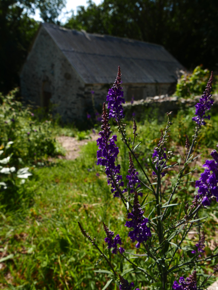 Purple Toadflax Linaria purpurea Beayoo-lieen gorrym-jiarg