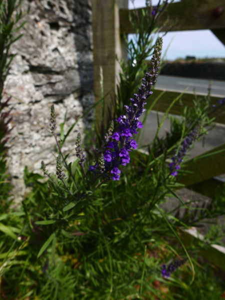 Purple Toadflax Linaria purpurea Beayoo-lieen gorrym-jiarg