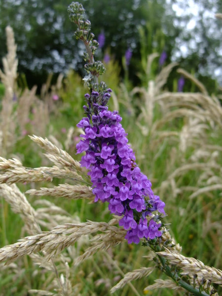 Purple Toadflax Linaria purpurea Beayoo-lieen gorrym-jiarg