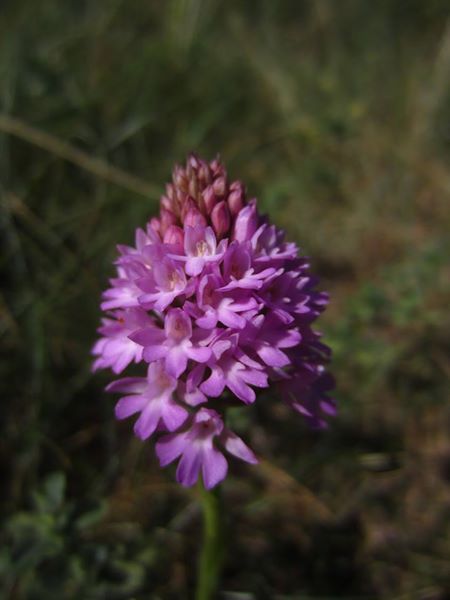 Pyramidal Orchid Anacamptis pyramidalis Magglyn cughlinagh