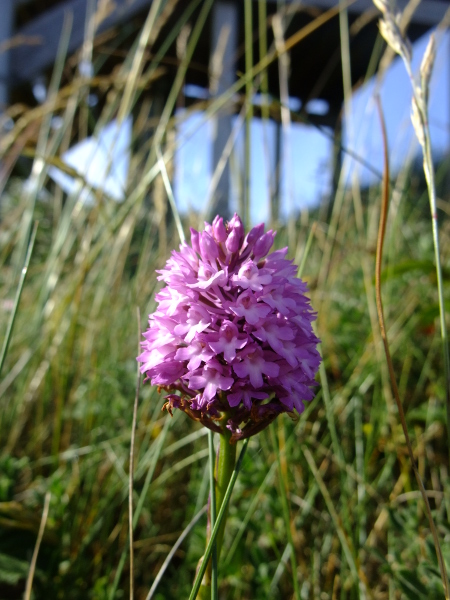 Pyramidal Orchid Anacamptis pyramidalis Magglyn cughlinagh