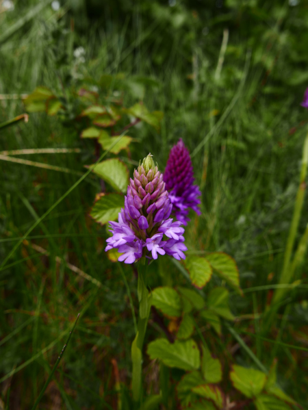 Pyramidal Orchid Anacamptis pyramidalis Magglyn cughlinagh