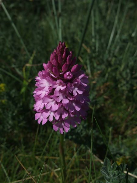 Pyramidal Orchid Anacamptis pyramidalis Magglyn cughlinagh