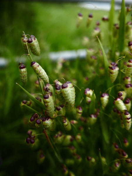 Quaking Grass Briza media Faiyr-craaee