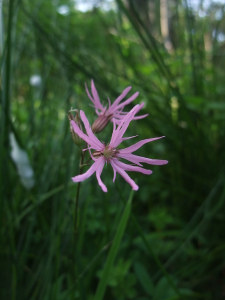 Ragged Robin Lychnis flos-cuculi lus ny cooag