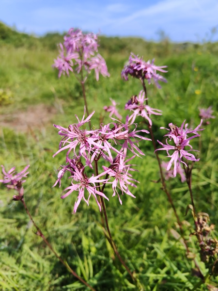 Ragged Robin Lychnis flos-cuculi lus ny cooag