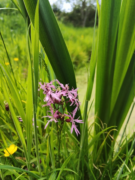 Ragged Robin Lychnis flos-cuculi lus ny cooag