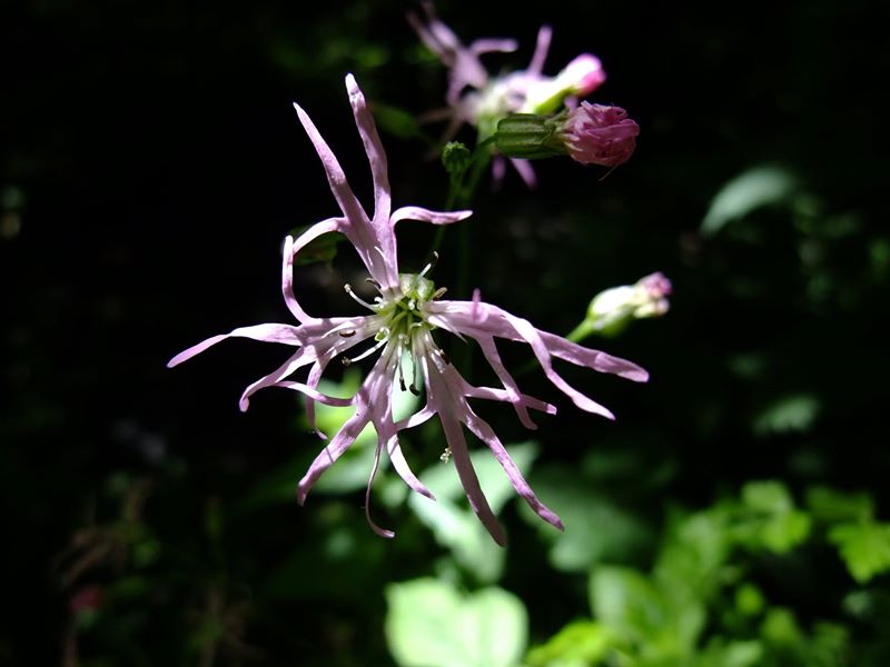 Ragged Robin Lychnis flos-cuculi lus ny cooag