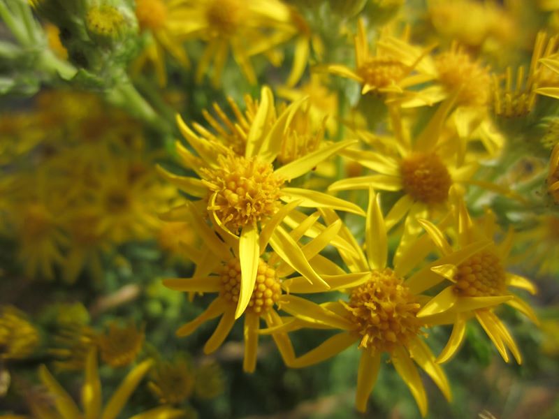 Ragwort Jacobaea vulgaris Cushag