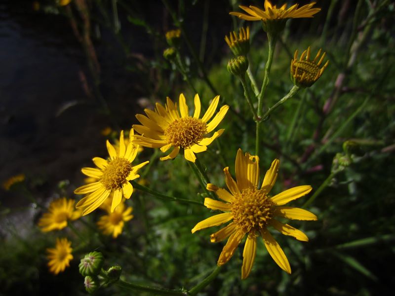 Ragwort Jacobaea vulgaris Cushag