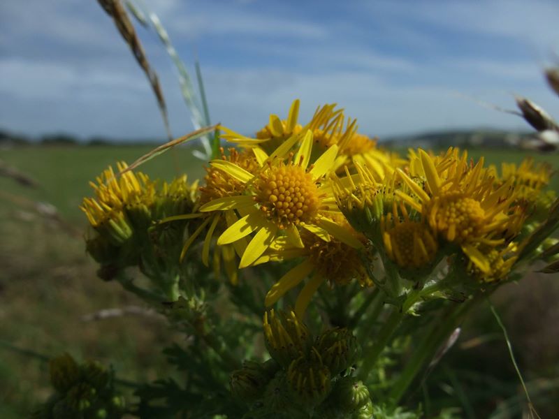 Ragwort Jacobaea vulgaris Cushag