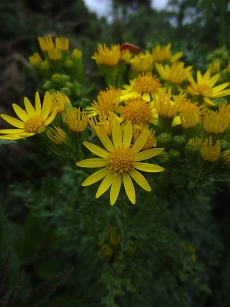 Ragwort Jacobaea vulgaris Cushag