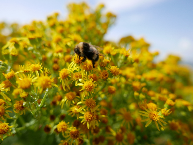 Ragwort Jacobaea vulgaris Cushag