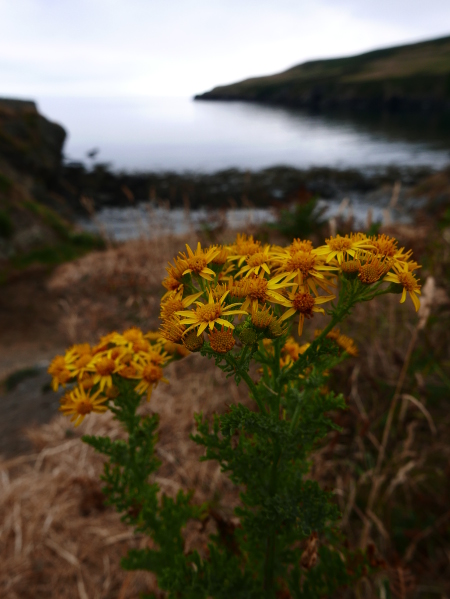 Ragwort Jacobaea vulgaris Cushag