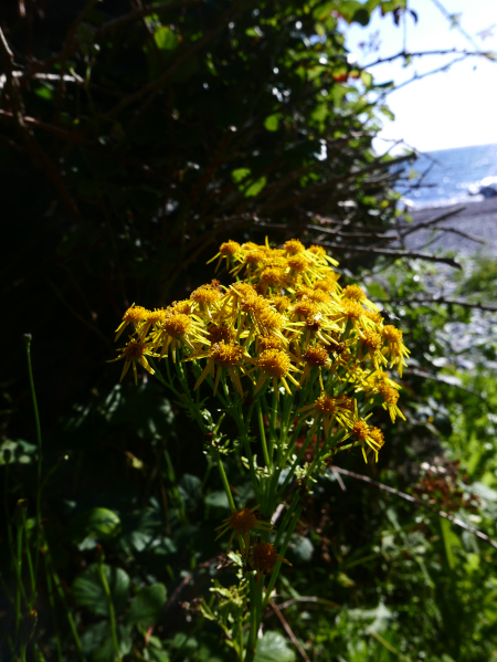 Ragwort Jacobaea vulgaris Cushag