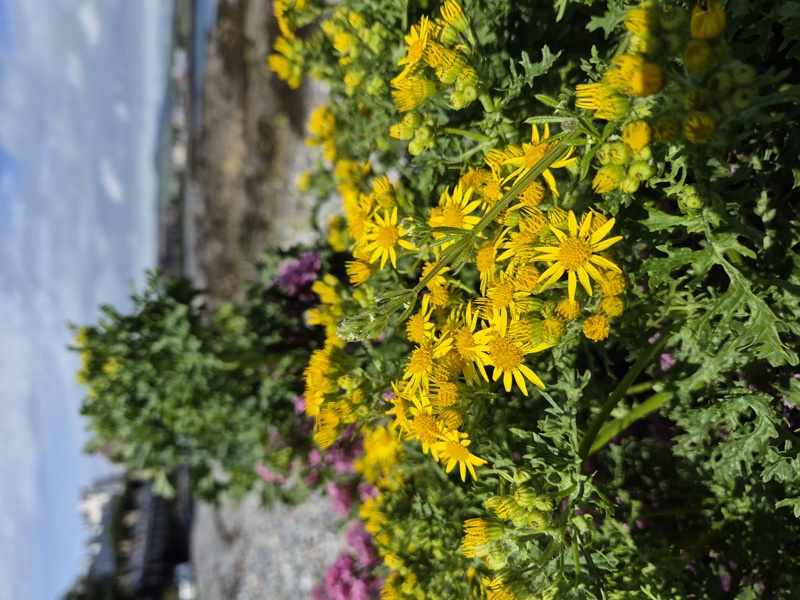 Ragwort Jacobaea vulgaris Cushag