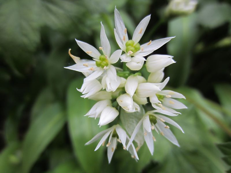 Ramsons Allium ursinum Craue