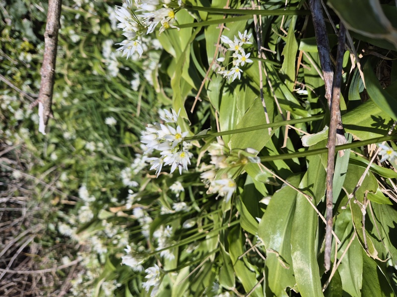 Ramsons Allium ursinum Craue