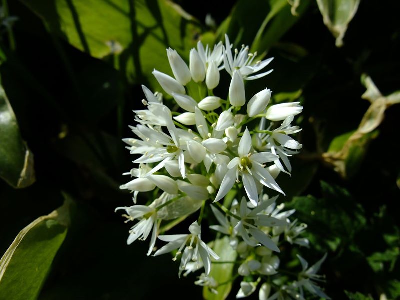 Ramsons Allium ursinum Craue