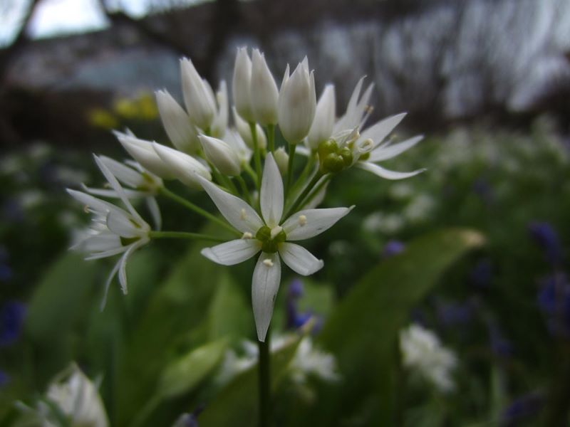 Ramsons Allium ursinum Craue