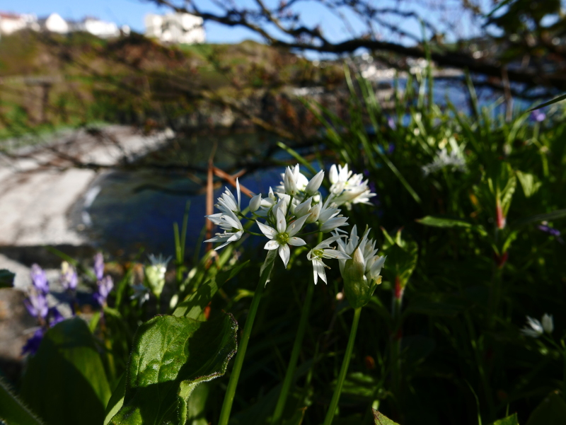 Ramsons Allium ursinum Craue