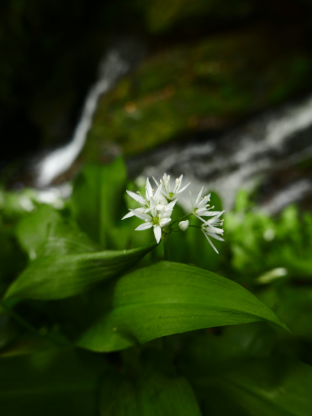 Ramsons Allium ursinum Craue