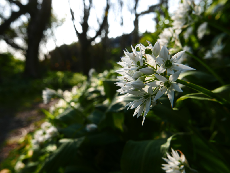 Ramsons Allium ursinum Craue