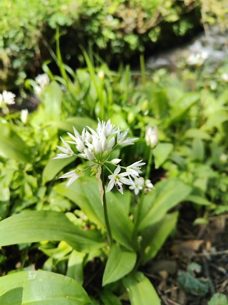 Ramsons Allium ursinum Craue