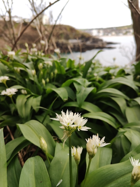 Ramsons Allium ursinum Craue