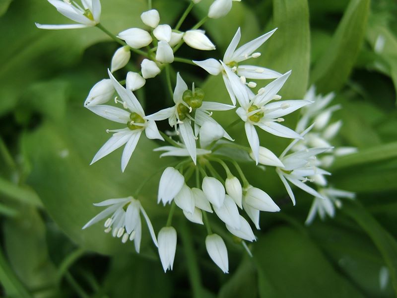 Ramsons Allium ursinum Craue