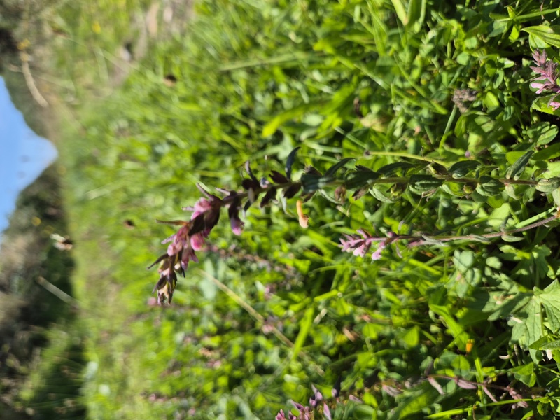 Red Bartsia Odontites vernus Bartchey jiarg