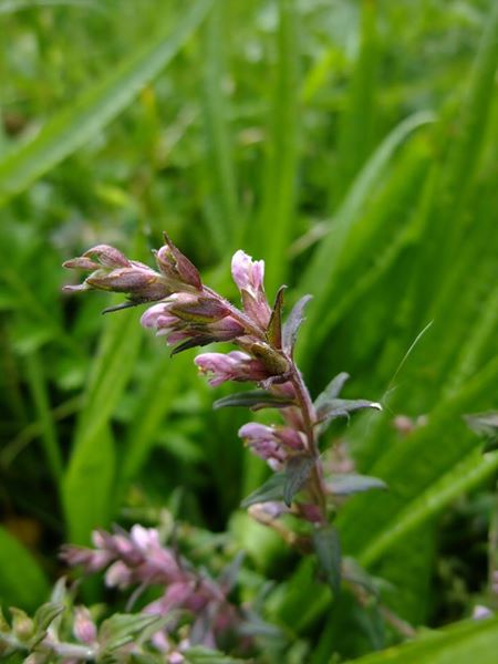 Red Bartsia Odontites vernus Bartchey jiarg