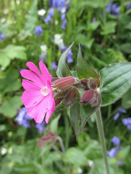 Red Campion Silene dioica Blaa ny Ferrishin