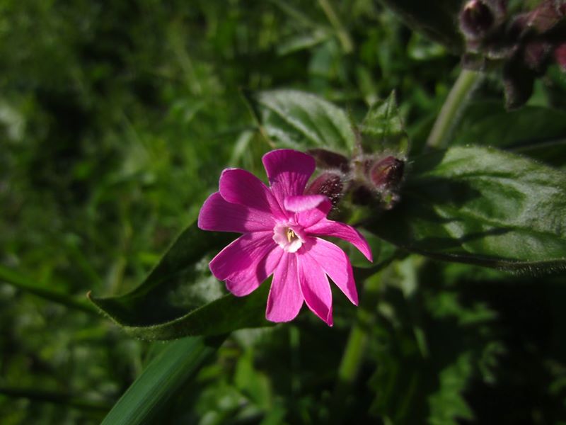 Red Campion Silene dioica Blaa ny Ferrishin