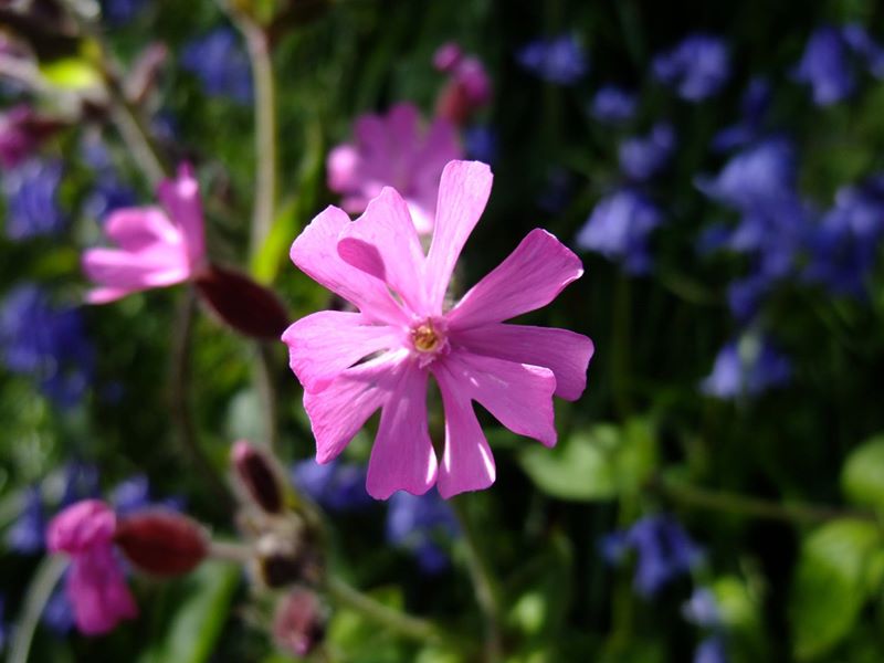 Red Campion Silene dioica Blaa ny Ferrishin