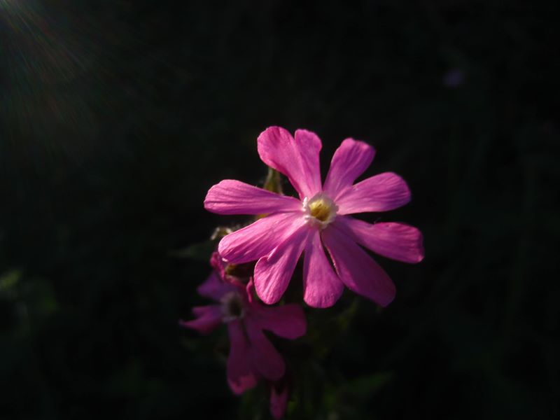 Red Campion Silene dioica Blaa ny Ferrishin