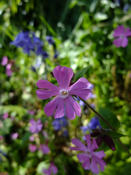 Red Campion Silene dioica Blaa ny Ferrishin