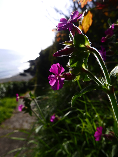 Red Campion Silene dioica Blaa ny Ferrishin