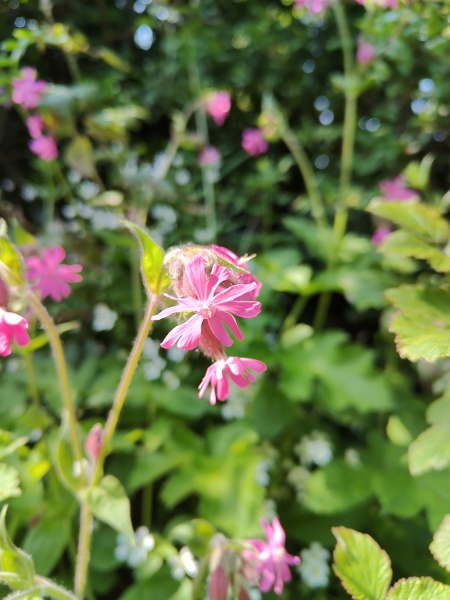 Red Campion Silene dioica Blaa ny Ferrishin